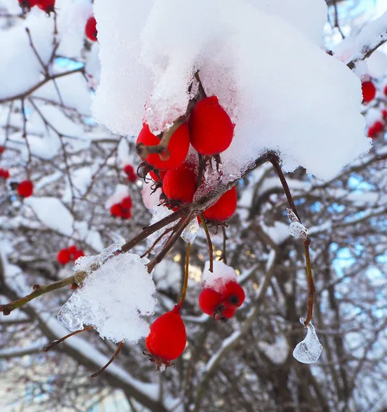 Hawthorn Berries Branches Winter Tree Covered Snow Ice Close — Stock Photo, Image