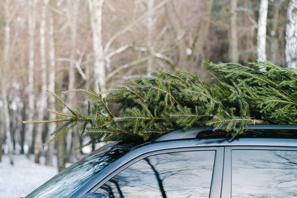 Fir Tree Roof Top Car Forest Taking Christmas Tree Forest Stock Photo