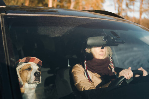 Funny Staffordshire Terrier Wearing Funny Winter Hat Sits Next Woman Royalty Free Stock Images