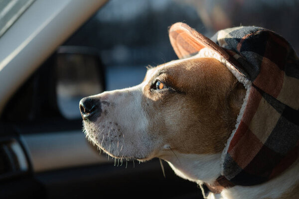 Staffordshire Terrier Wearing Winter Hunting Hat Sits Car Winter Dog Stock Picture