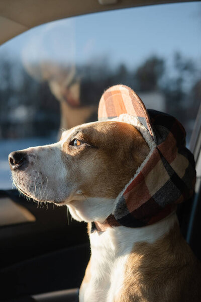 Staffordshire Terrier Wearing Winter Hunting Hat Sits Car Winter Dog Stock Image