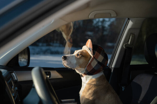 Cute Dog Wearing Winter Hunting Hat Sits Car Winter Portrait Stock Image