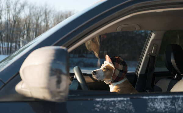 Cute Dog Wearing Winter Hunting Hat Sits Car Winter Portrait Royalty Free Stock Photos