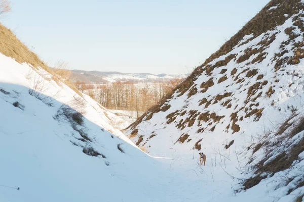 Hermoso Paisaje Invierno Con Colinas Nevadas Bajas Perro Día Soleado —  Fotos de Stock