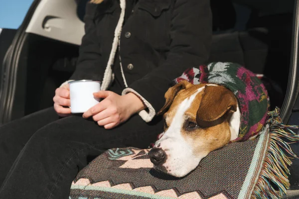 Χαριτωμένο Σκυλί Πόντσο Ένα Πορτ Μπαγκάζ Αυτοκινήτου Δίπλα Στον Άνθρωπο — Φωτογραφία Αρχείου