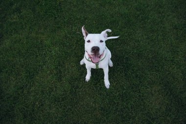 Yeşil çimlerin üzerinde beyaz bir staffordshire teriyerinin portresi. Amstaff köpeği dışarıda oturur ve kameraya bakar.