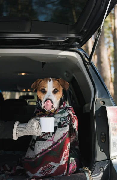 Funny dog with tongue licking nose with tin coffee mug in the trunk of a SUV in winter forest. Hiking, travelling and car camping with pets