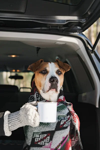 Πορτρέτο Ενός Χαριτωμένου Terrier Staffordshire Κουβέρτα Μια Κούπα Καφέ Ένα — Φωτογραφία Αρχείου