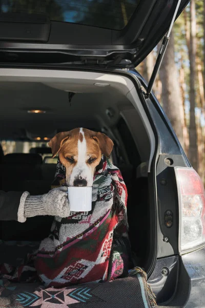 Dog in blanket with tin coffee mug in the trunk of a SUV in winter forest. Hiking, travelling and camping in car with pets