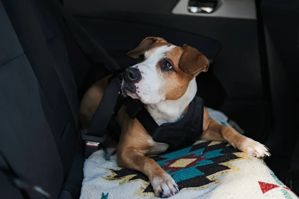 Σκύλος Που Φοράει Προστατευτική Ζώνη Δεμένη Ζώνη Ασφαλείας Αυτοκινήτου Ασφαλής — Φωτογραφία Αρχείου