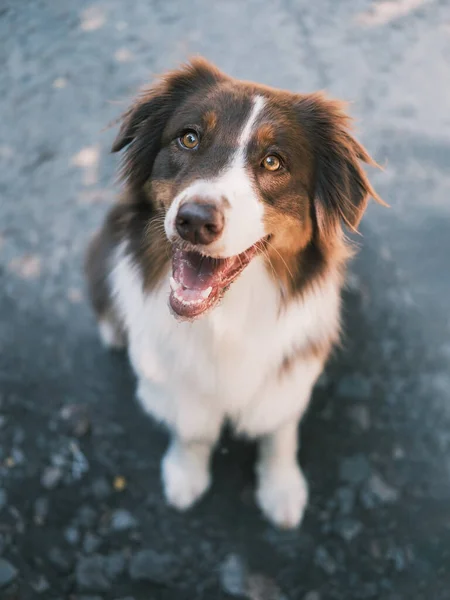 Potret Anjing Aussie Overhead Shot Dari Australian Gembala Melihat Kamera — Stok Foto