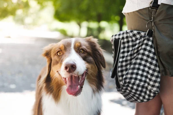 Vacker Aussie Hund Utomhus Bredvid Människa Vandring Med Husdjur Australisk — Stockfoto