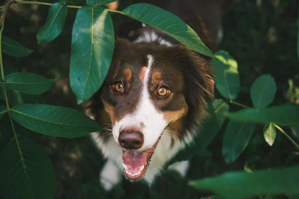 Cute Australian Shepherd Dog Posing Camera Green Leaves Beautiful Aussie — Stock Photo, Image