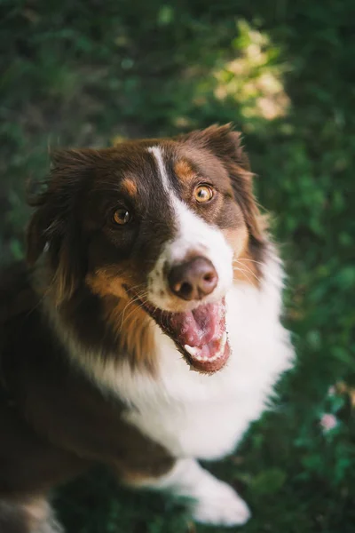 Cão Pastor Australiano Bonito Posando Câmera Linda Aussie Sentado Grama — Fotografia de Stock