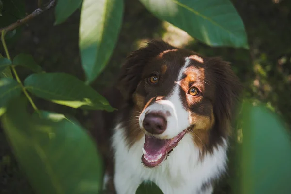 Anjing Gembala Australia Lucu Berpose Kamera Diantara Daun Hijau Indah — Stok Foto