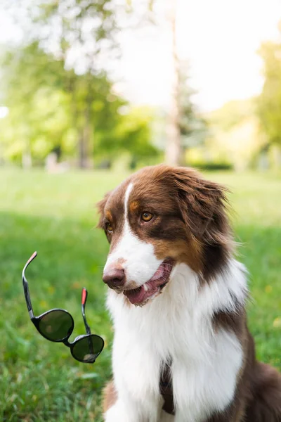 Anjing Lucu Yang Bodoh Melempar Kacamata Hitam Potret Lucu Australian — Stok Foto