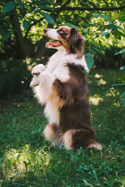 Anjing Yang Terlatih Sedang Duduk Melakukan Trik Yang Bagus Gembala — Stok Foto