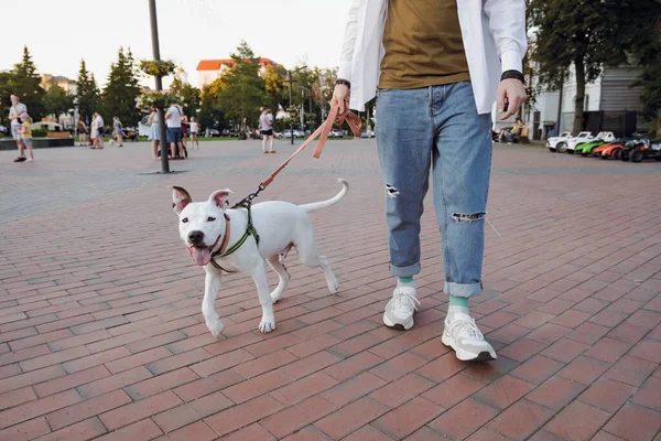 Sosialisasi Anjing Terrier Staffordshire Muda Berjalan Dengan Anak Anjing Pusat — Stok Foto
