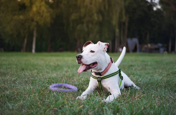 Retrato Cachorro Staffordshire Terrier Blanco Juguetón Parque Público Aire Libre —  Fotos de Stock