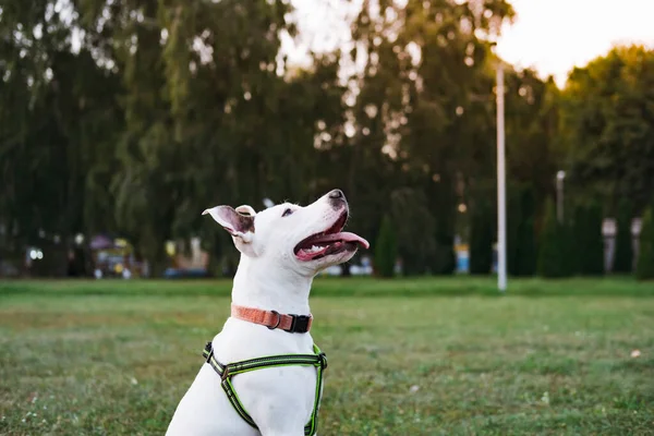 Portrait White Staffordshire Terrier Puppy Public Park Outdoors Anjing Pit — Stok Foto