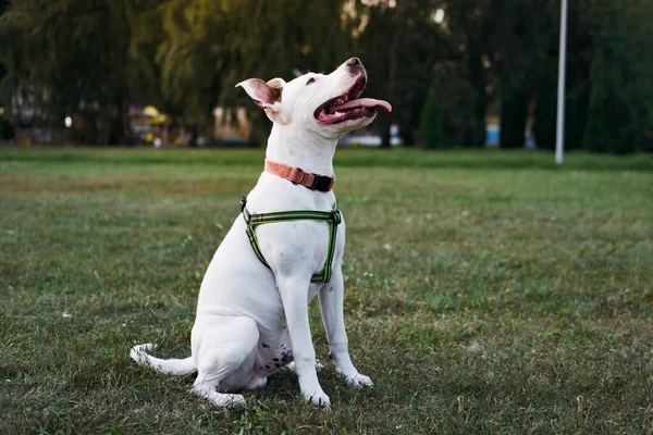 Retrato Cachorro Staffordshire Terrier Blanco Parque Público Aire Libre Joven —  Fotos de Stock