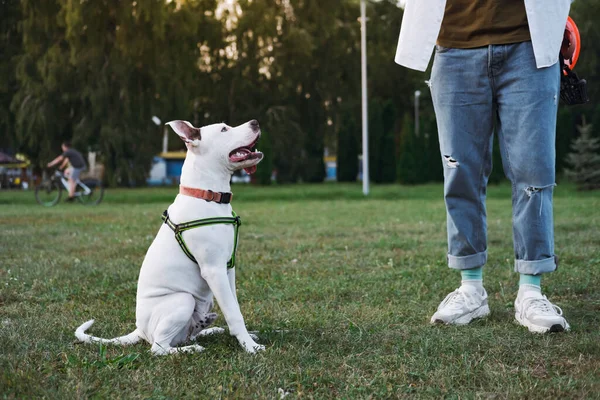 Joven Cachorro Staffordshire Terrier Parque Público Interactuando Con Propietario Entrenamiento —  Fotos de Stock