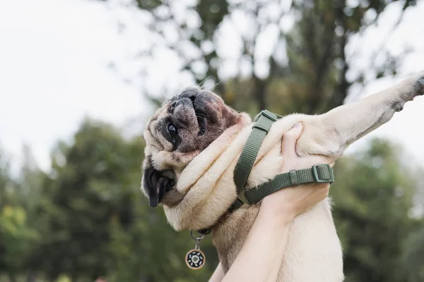 Забавный Мопс Держащийся Человеческих Руках Симпатичный Портрет Собаки Мопса Счастье — стоковое фото