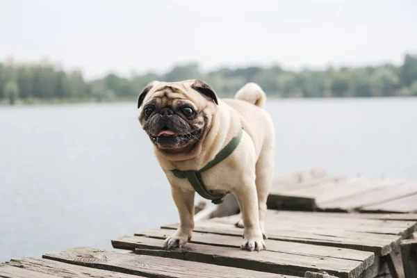 Vtipný Malý Pug Stojící Vody Rodokmen Pes Portrét Přírodní Venkovní — Stock fotografie