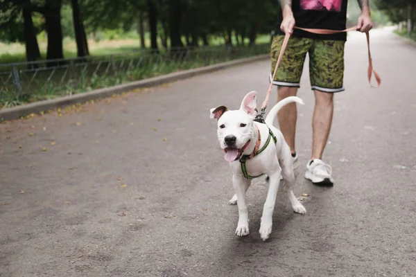 Berjalan Dengan Anjing Yang Aktif Man Berjalan Staffordshire Bahagia Anjing — Stok Foto