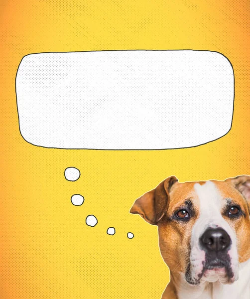 Funny dog thinking, speech bubble, digital collage image. Cute staffordshire terrier with a thought bubble and text space