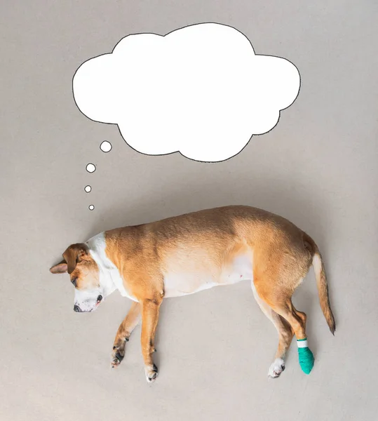 Wounded Dog Rests Dreams Speech Bubble Text Space Veterinary Concepts — Stock Photo, Image