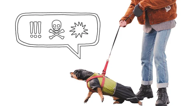 Aggressive Reactive Dog Leash Isolated Background Speech Bubble Funny Dachshund — Stock Photo, Image