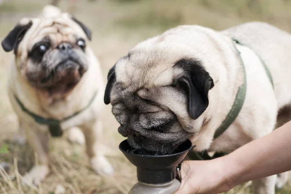 Funny Pug Drinking Dog Water Bottle Lifestyle Dogs Taking Care Stock Picture
