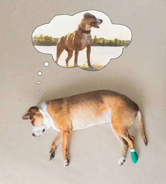負傷した犬は 屋外でフィットして遊ぶことの休息と夢です 獣医の概念 負傷したペット 外傷や獣医訪問後に休んで子犬 ロイヤリティフリーのストック写真