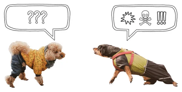 積極的で 反応性の高い犬は 他の犬に直面して 音声バブルで隔離された背景に直面しています 否定的な感情の漫画スタイルのシンボルと面白いダックスフント ペットの行動の問題 ストックフォト