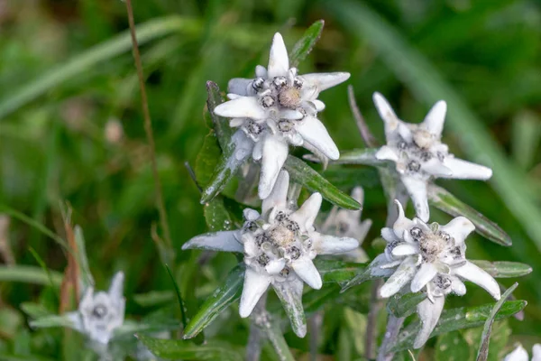 Edelweiss Vzácná Chráněná Horská Květina — Stock fotografie