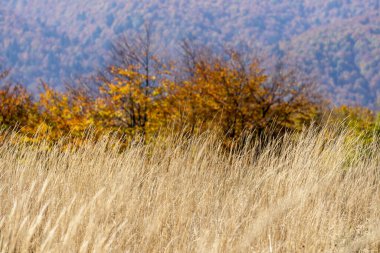 Bieszczady Dağlarında Sonbahar.