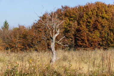 Bieszczady Dağlarında Sonbahar.