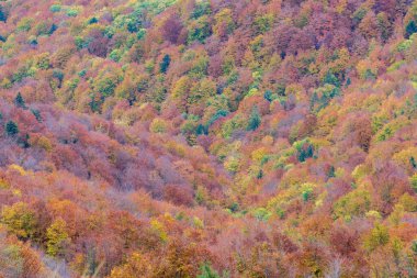 Bieszczady Dağlarında Sonbahar.