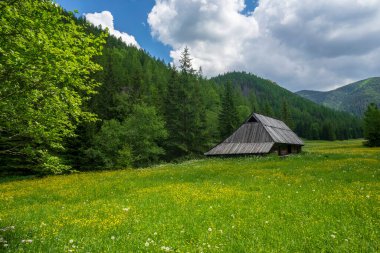 Jaworzynka Vadisi 'nin güzel yaz manzarası. Tatra Dağları.