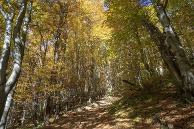 Bieszczady Dağlarında Sonbahar.