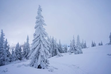 Tatra Dağları 'nın kış manzarası. Gasienicowa Vadisi 'ne yürüyüş yolu.