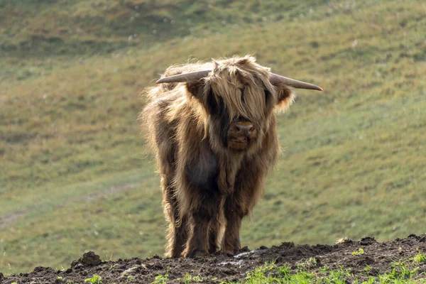 Scottish Highland Cattle Pasture — Stock Photo, Image