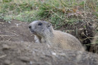 Doğal ortamda Alp Dağ sıçanı. Dolomites. İtalya.