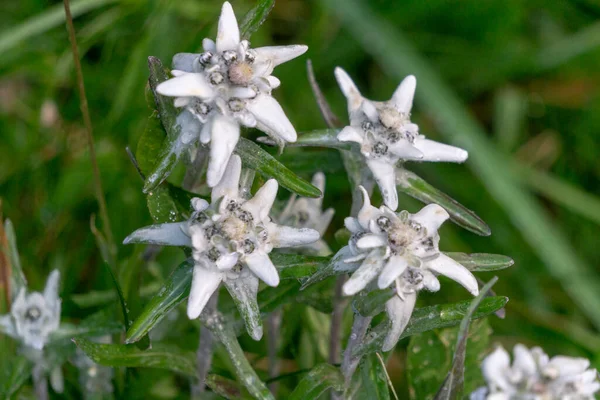 Edelweiss — 스톡 사진