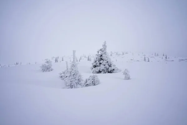 Nevado Paisaje Montaña Invierno Los Tatras Occidentales — Foto de Stock