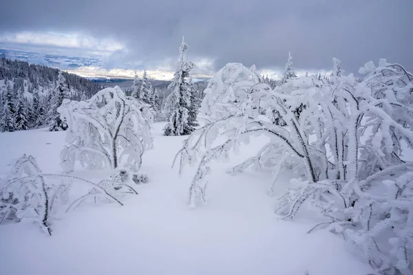 Сніжні Зимові Гірські Краєвиди Західних Татр — стокове фото