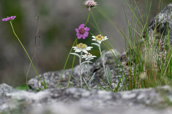 Edelweiss Dağı Vahşi Doğada Nadir Bulunan Bir Çiçek — Stok fotoğraf