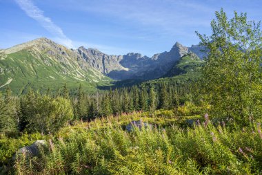Arka planda büyük tepeler olan yeşil çayırlar. Gasienicowa Vadisi. Tatra dağları.