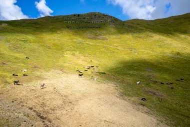 Dağ otlağındaki eşekler. Ciampac alanı, Dolomitler.